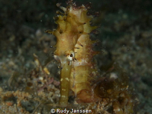 Seahorse by Rudy Janssen 